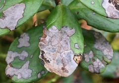 Mycosphaerella stemmatea