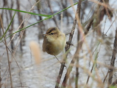 Acrocephalus bistrigiceps