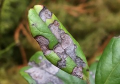 Mycosphaerella stemmatea