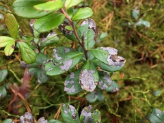 Mycosphaerella stemmatea