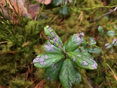 Mycosphaerella stemmatea