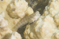 Salarias alboguttatus