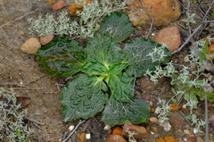 Lichtensteinia latifolia