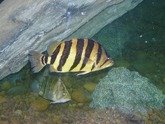 Silver Tiger Fish photo 5