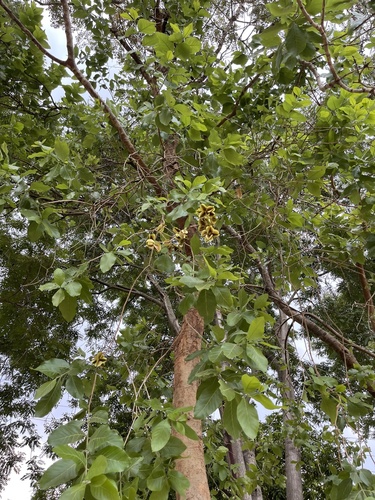 Combretum adenogonium image