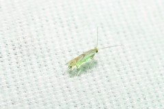 Phyllonorycter obscuricostella