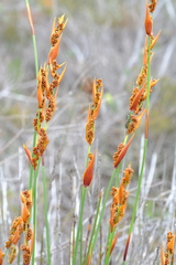 Elegia galpinii