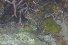 Salarias alboguttatus