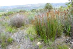 Elegia galpinii