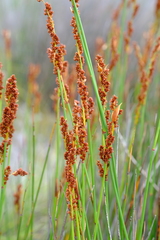 Elegia galpinii