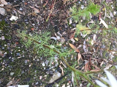 Tripleurospermum inodorum