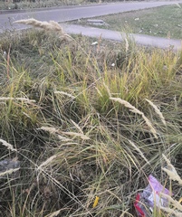 Calamagrostis epigejos