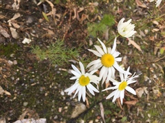 Tripleurospermum inodorum