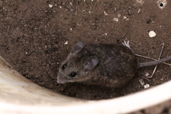 Peromyscus californicus