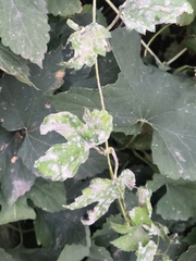 Podosphaera macularis