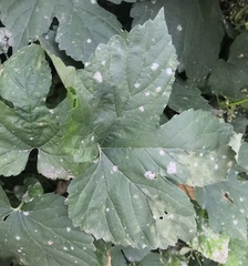 Podosphaera macularis