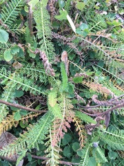 Achillea millefolium