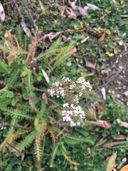 Achillea millefolium