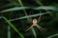 Argiope perforata