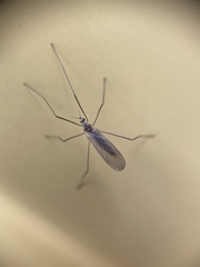 Cheilotrichia
