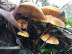 Flammulina velutipes
