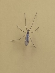 Cheilotrichia