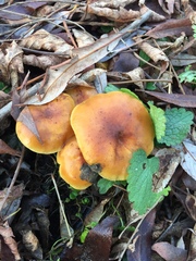 Flammulina velutipes