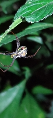 Argiope aetheroides