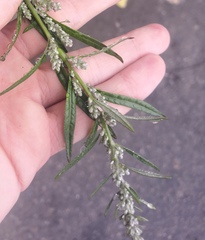 Artemisia vulgaris