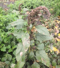 Amaranthus retroflexus