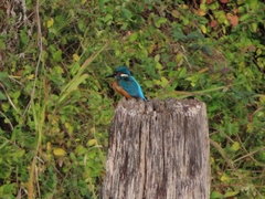 Alcedo atthis