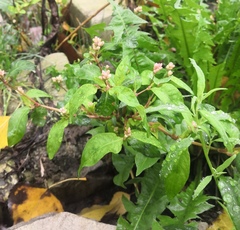 Persicaria