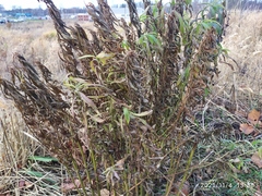 Solidago canadensis