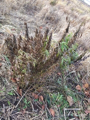 Solidago canadensis