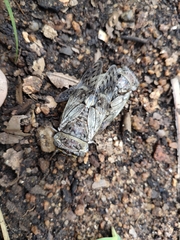 Platypleura capitata