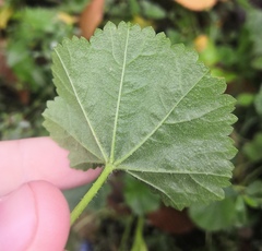Malva pusilla