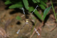 Argiope minuta