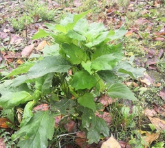 Cyclachaena xanthiifolia