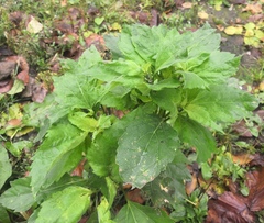 Cyclachaena xanthiifolia