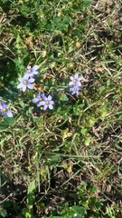 Sisyrinchium pruinosum