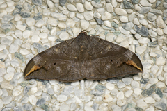 Ischyja ferrifracta