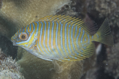 Siganus doliatus