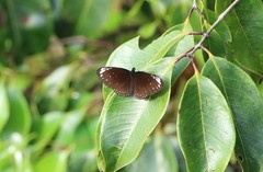 Euploea crameri bremeri