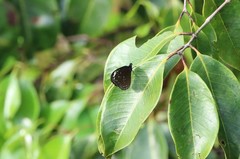 Euploea crameri bremeri