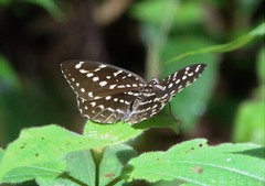 Lexias canescens
