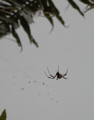 Nephila comorana