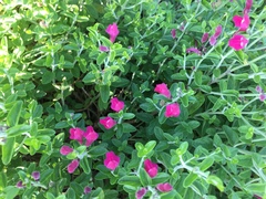 Scutellaria suffrutescens