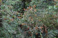 Palicourea padifolia