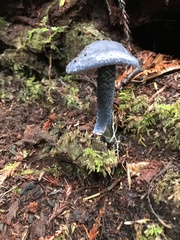 Entoloma subcarneum