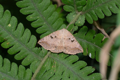 Blasticorhinus rivulosa